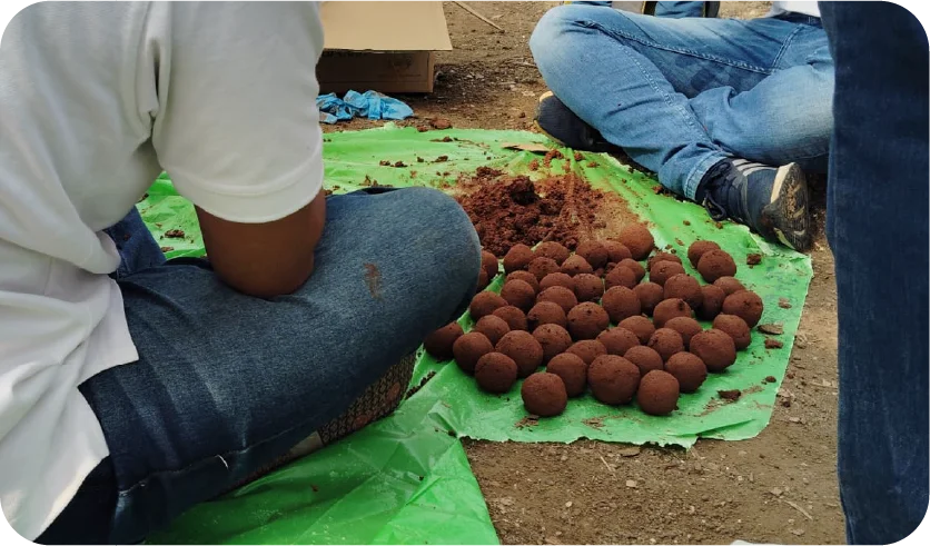 Volunteer handling multiple seed balls during preparation process